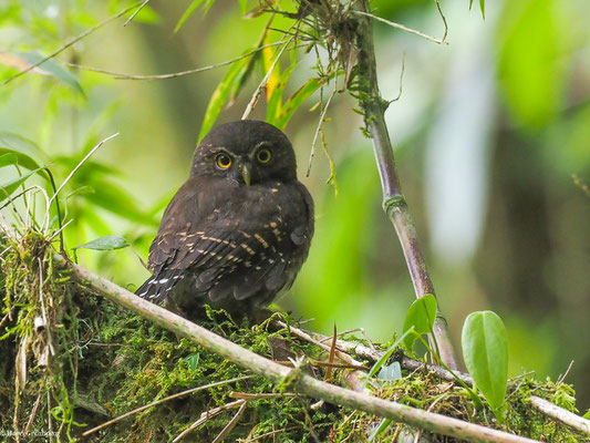 ANDEN-SPERLINGSKAUZ, ANDEAN PYGMY OWL - GLAUCIDIUM JARDINII
