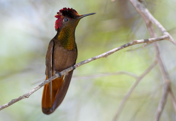 TOPASRUBINKOLIBRI, RUBY-TOPAZ HUMMINGBIRD, CHRYSOLAMPIS MOSQUITUS