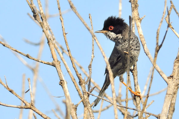 SCHUPPENGRASMÜCKE, CYPRUS WARBLER, SYLVIA MELANOTHORAX