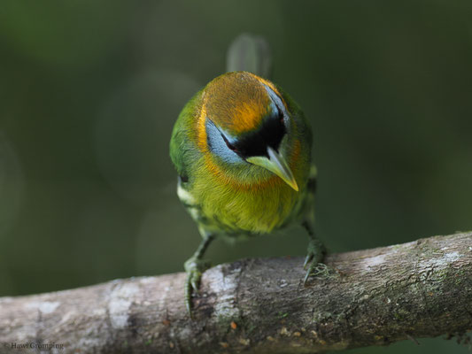 Andenbartvogel, Red-headed barbet, Eubucco bourcierii