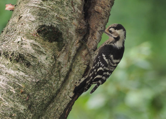 KLEINSPECHT, LESSER SPOTTED WOODPECKER, DENDROCOPOS MINOR