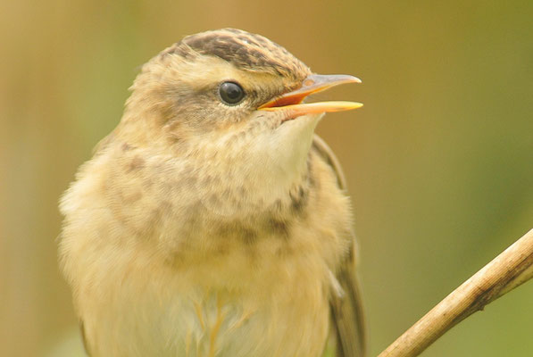 SCHILFROHRSÄNGER, SEDGE WARBLER, ACROCEPHALUS SCHOENOBAENUS