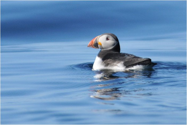 PAPAGEITAUCHER, ATLANTIC PUFFIN, FRATERCULA ARCTICA