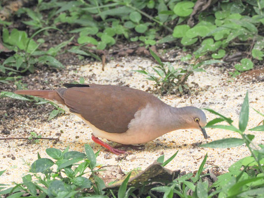 Fahltaube, Pallid Dove - Leptotila pallida
