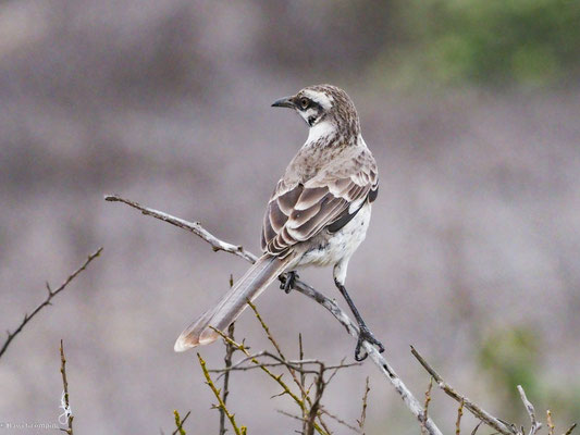 Langschwanz-Spottdrossel, Long-tailed Mockingbird - Mimus longicaudatus