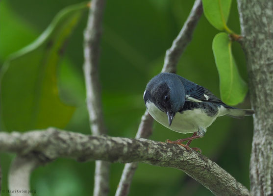 BLAURÜCKENWALDSÄNGER, BLACK-THROATED BLUE WARBLER, SETOPHAGA CAERULECENS