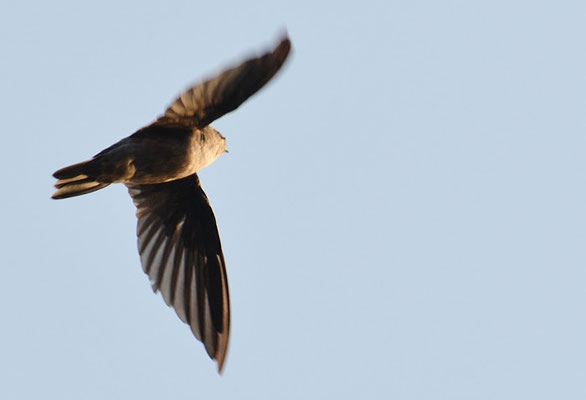 GLANZKOPFSALANGANE, GLOSSY  SWIFTLET, COLLACALIA ESCULENTA