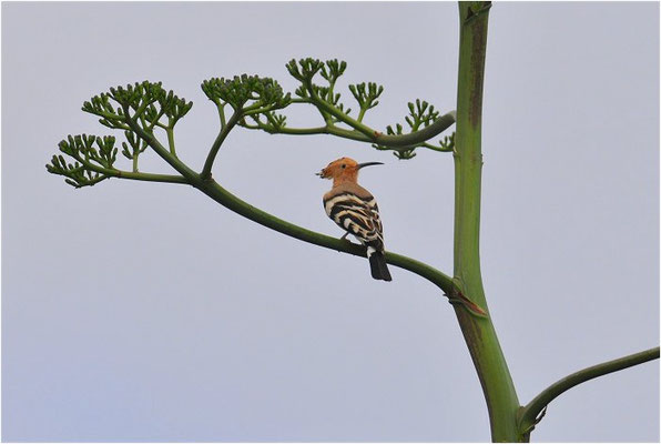 WIEDEHOPF, HOOPOE, UPUPA EPOPS