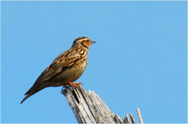 HEIDELERCHE, WOODLARK, LULLULA ARBOREA