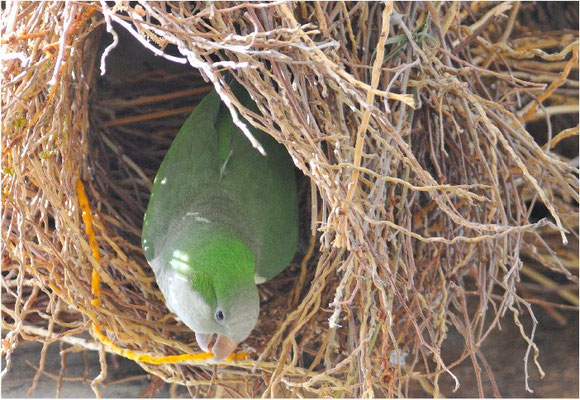 MÖNCHSSITTICH, MONK PARAKEET, MYIOPSITTA MONACHUS
