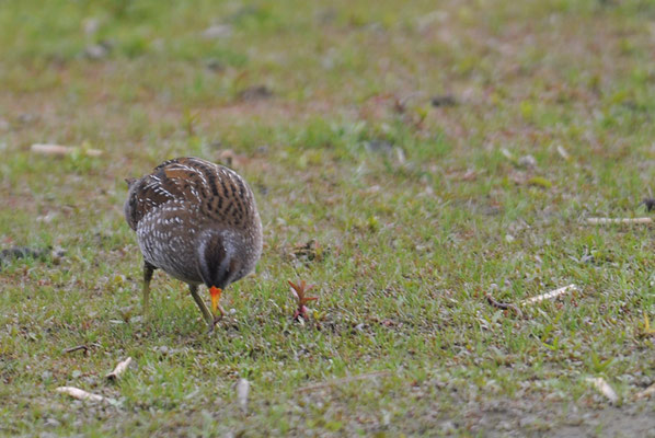 TÜPFELRALLE, SPOTTED CRAKE, PORZANA PORZANA