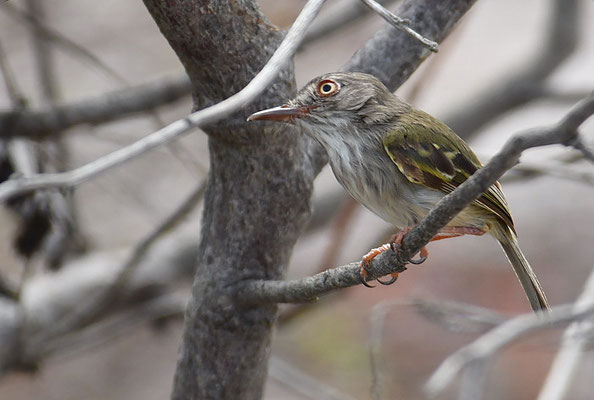PERLBAUCH-TODYTYRANN, PEARLY-VENTED TODY-TYRANT, HEMITRICCUS MARGARITACEIVENTER