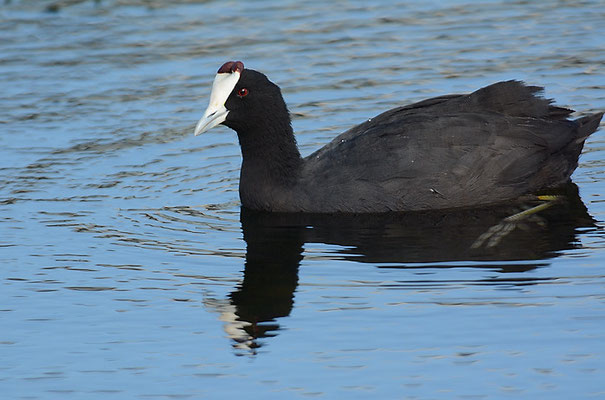 KAMMBLÄSSHUHN, RED-KNOBBED COOT, FULICA CRISTATA