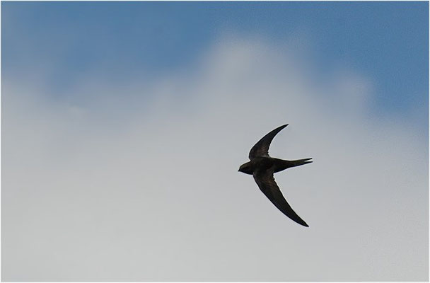 MAUERSEGLER, SWIFT, APUS APUS