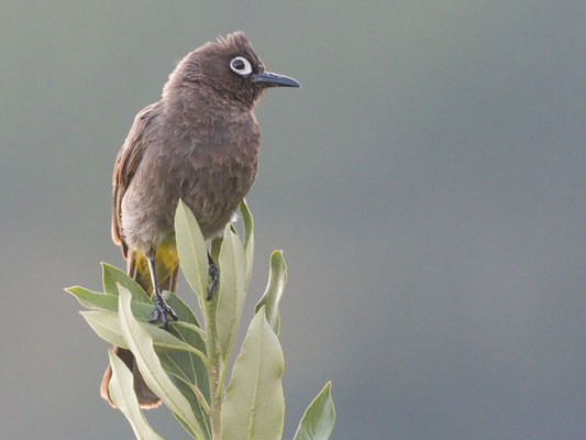 Kapbülbül, cape bulbul, pycnonotus capensis