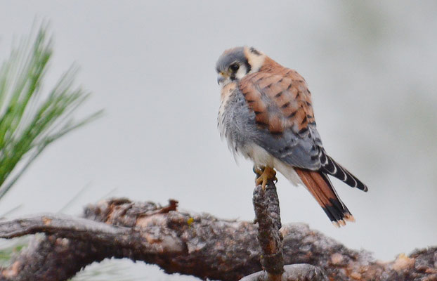 BUNTFALKE, AMERICAN KESTREL, FALCO SPARVERIUS