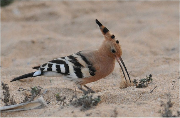 WIEDEHOPF, HOOPOE, UPUPA EPOPS