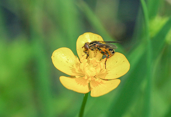 GESTREIFTE NASENSCHWEBFLIEGE, ANASIMYIA LINEATA