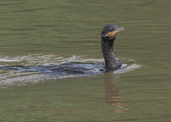 OLIVENSCHARBE, NEOTROPIC CORMORANT, PHALACROCORAX BRASILIANUS