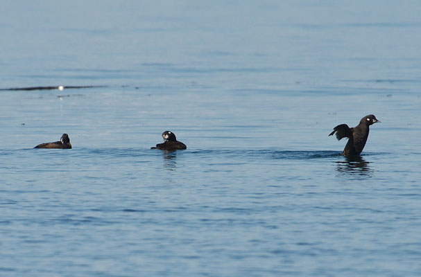 KRAGENENTE, HARLEQUIN DUCK, HISTRIONICUS HISTRIONICUS