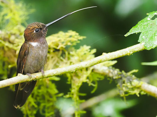 BRAUNER ANDENKOLIBRI, BROWN INCA - COELIGENA WILSONI