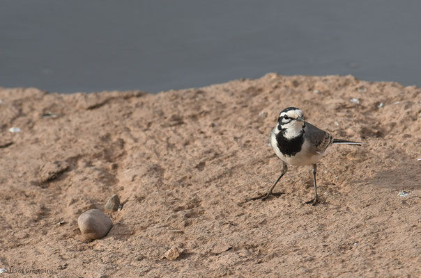 MAROKKANISCHE BACHSTELZE, WHITE WAGTAIL, MOTACILLA ALBA SUBPERSONATA