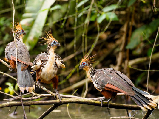 Hoatzin, Hoatzin - Opisthocomus hoazin