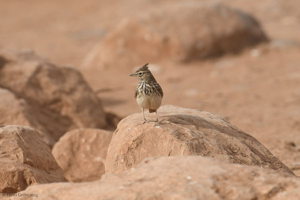 THEKLALERCHE, THEKLA LARK, GALERIDA THEKLAE
