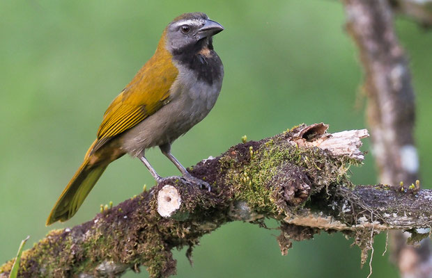 BUNTKEHLSALTATOR, BUFF-THROATED SALTATOR, SALTATOR MAXIMUS