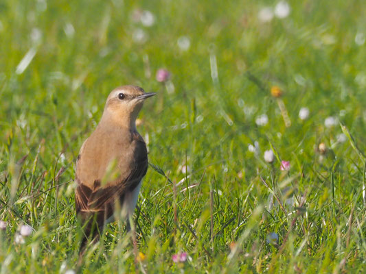 Auch Steinschmätzer brüten gerne in Kaninchenhöhlen in den Dünen.