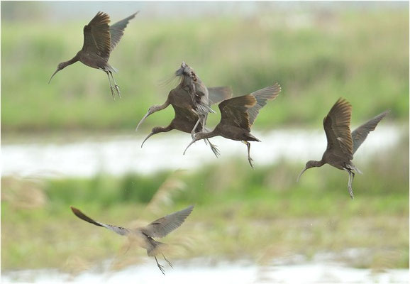 BRAUNER SICHLER, GLOSSY IBIS, PLEGADIS FALCINELLUS
