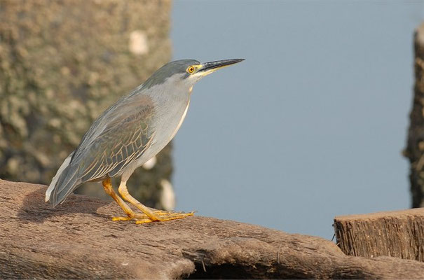 MANGROVENREIHER, STRIATED HERON, BUTORIDES STRIATUS