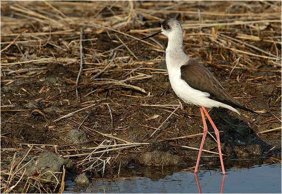 STELZENLÄUFER, BLACK-WINGED STILT, HIMANTOPUS HIMANTOPUS