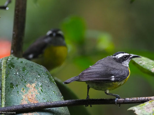 ZUCKERVOGEL, BANANAQUIT - COEREBA FLAVEOLA