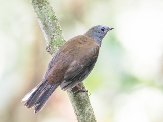 Andenklarino, Andean solitaire - Myadestes ralloides