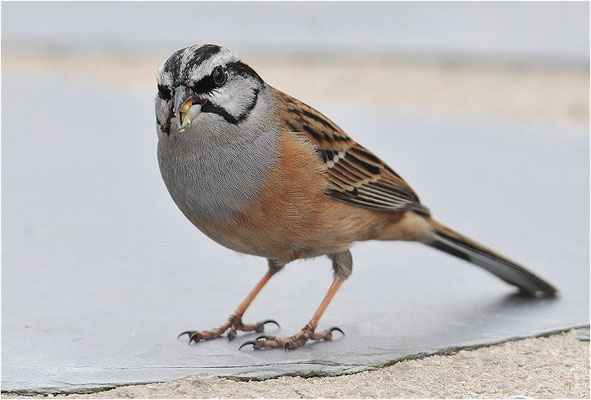 ZIPPAMMER, ROCK BUNTING, EMBERIZA CIA