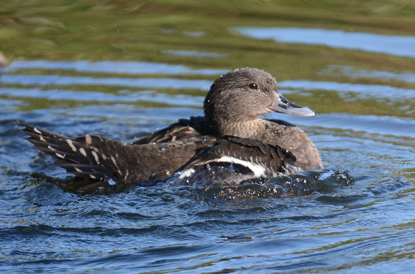 SCHWARZENTE, AFRICAN BLACK DUCK, ANAS SPARSA