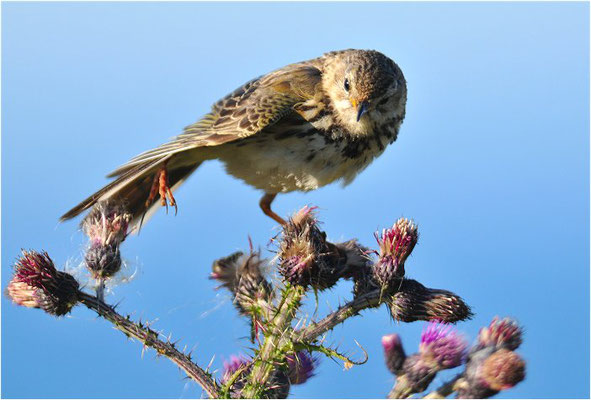 WIESENPIEPER, MEADOW PIPIT, ANTHUS PRATENSIS