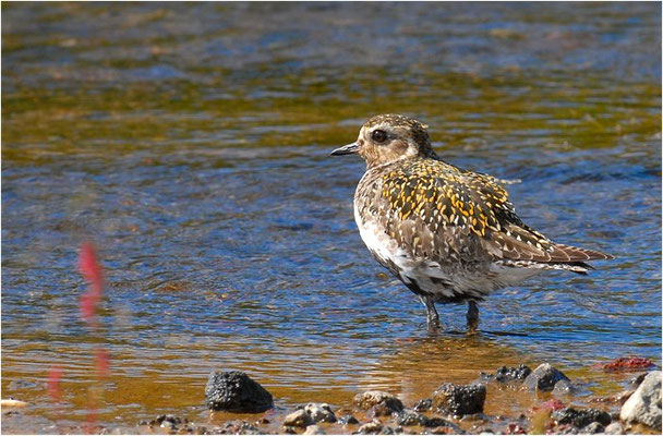 GOLDREGENPFEIFER, GOLDEN PLOVER, PLUVIALIS APRICARIA