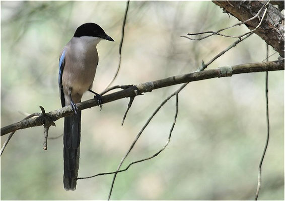 BLAUELSTER, AZURE-WINGED MAGPIE, CYANOPICA CYANUS