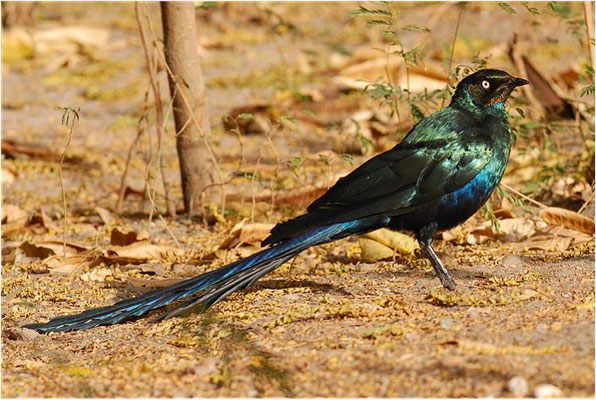 LANGSCHWANZGLANZSTAR, LONG-TAILED GLOSSY STARLING, LAMPROTORNIS CAUDATUS