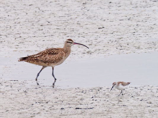 Regenbrachvogel, Whimbrel - Numenius phaeopus