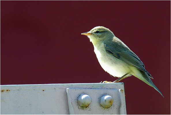 FITIS,  WILLOW WARBLER, PHYLLOSCOPUS TROCHILUS