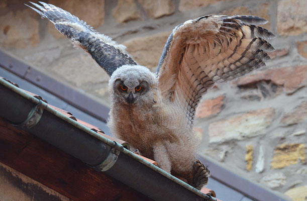 UHU, EAGLE OWL, BUBO BUBO
