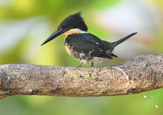 GRÜNFISCHER, GREEN KINGFISHER, CHLOROCERYLE AMERICANA