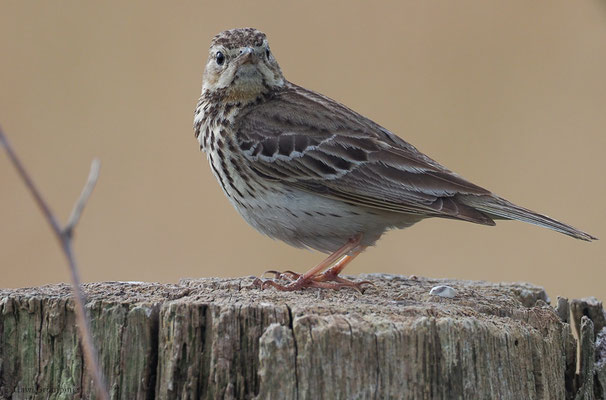 BAUMPIEPER, TREEPIPIT, ANTHUS TRIVIALIS