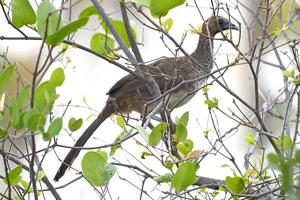 WEISSBAUCHGUAN, WHITE-BELLIED CHACHALACA, ORTALIS ARAUCUAN