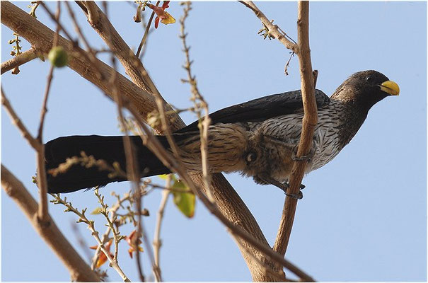 LÄRMVOGEL, WESTERN GREY PLANTAIN-EATER, CRINIFER PISCATOR