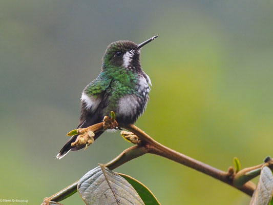 GRÜNE FADENELFE, GREEN THORNTAIL - DISCOSURA CONVERSII