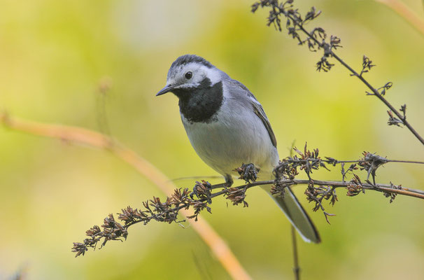 BACHSTELZE, WHITE WAGTAIL, MOTACILLA ALBA